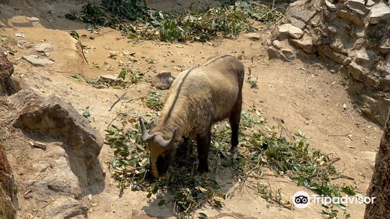 Padmaja Naidu Himalayan Zoological Park