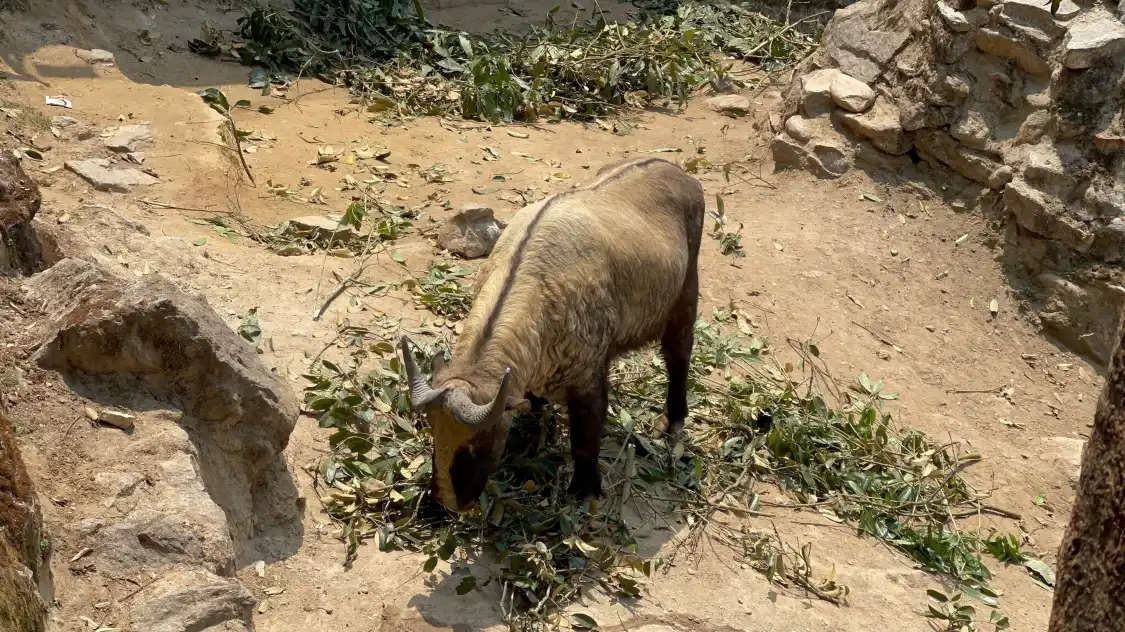 Hotels near Padmaja Naidu Himalayan Zoological Park