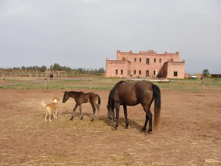 Hotels in Tamesluht