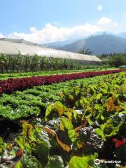 Caoba Farms Antigua Guatemala