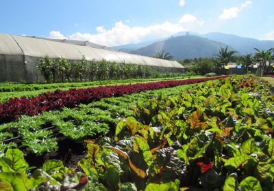 Caoba Farms Antigua Guatemala