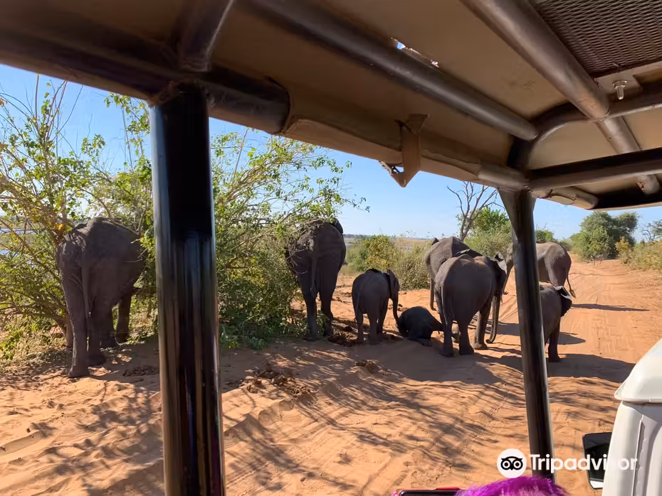 ${{cityDName}} to Kasane Flights