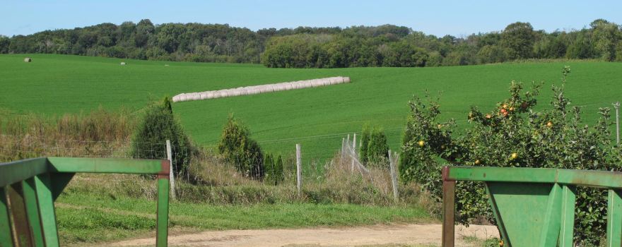 Mazeppa Township