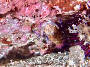 Aquasport Diving Lanzarote