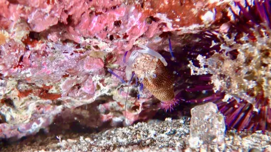 Aquasport Diving Lanzarote