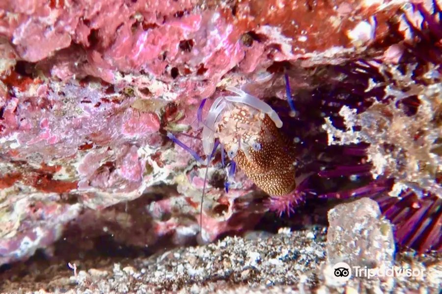 Aquasport Diving Lanzarote