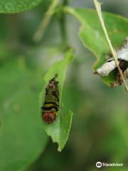 La Ferme Aux Papillons