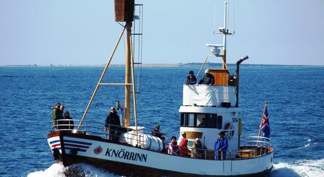 Whale Watching Hjalteyri