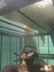 Crocodile Cage Diving