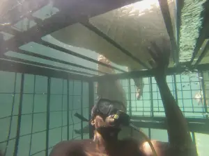 Crocodile Cage Diving