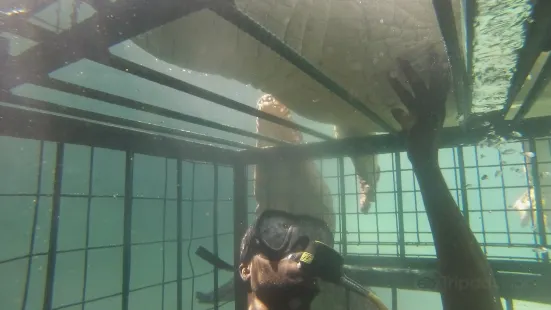 Crocodile Cage Diving