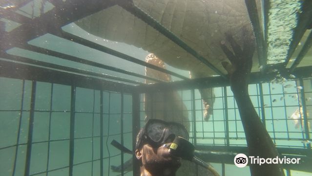 Crocodile Cage Diving