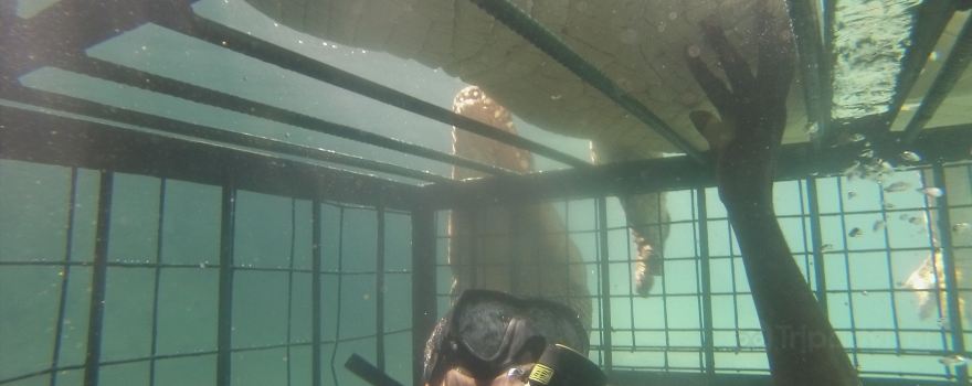 Crocodile Cage Diving