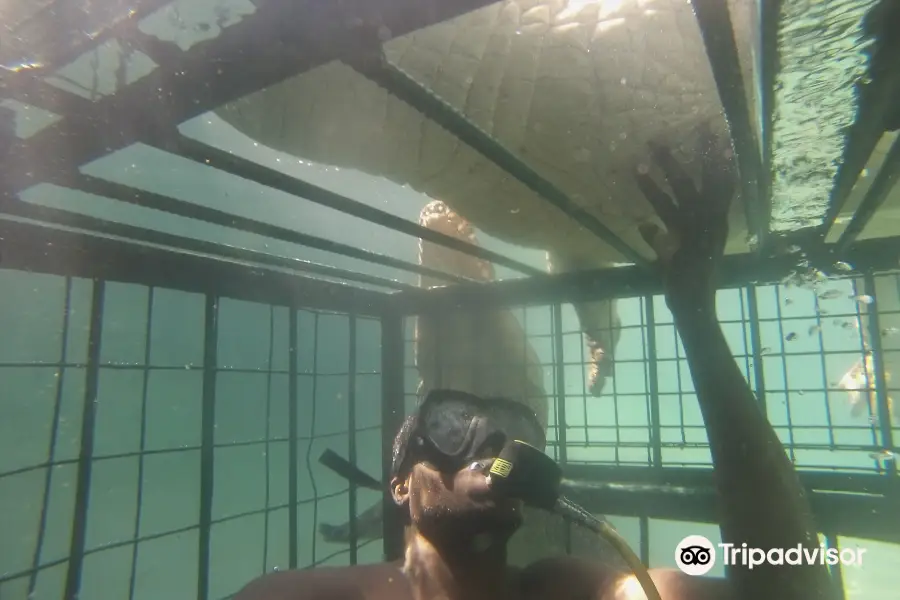 Crocodile Cage Diving