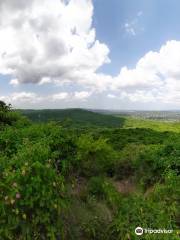 Pugu Hills Forest Reserve