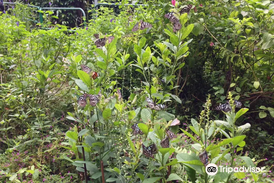 Fung Yuen Butterfly Reserve