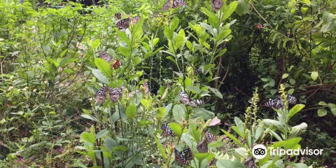 鳳園蝴蝶保育區