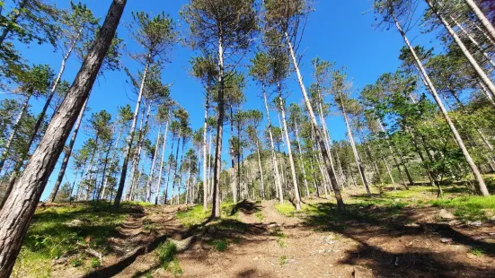 Parco Avventura Valtrebbia