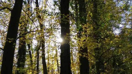 Forêt de Marly Foret de Marly