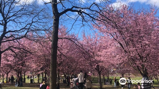 Roihuvuoren Kirsikkapuisto