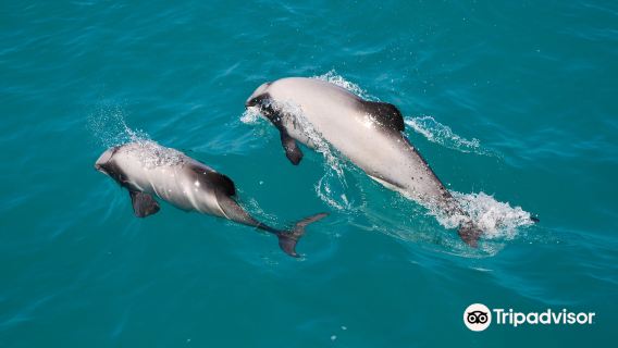 ChristchurchTours