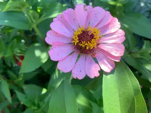 Will Rogers Gardens