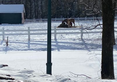 Nestlenook Estate & Resort Sleigh Rides