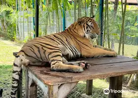 Tiger PARK Phuket