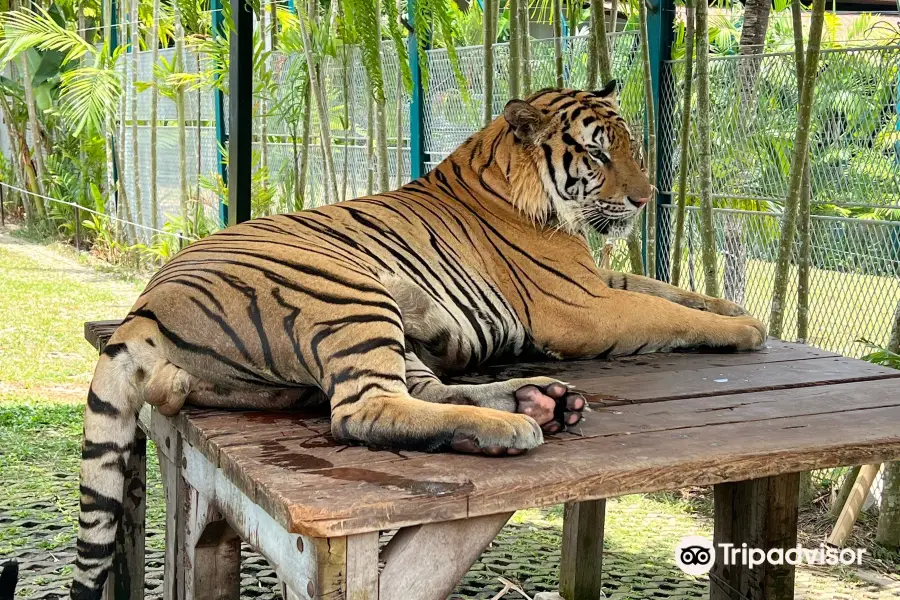 タイガーパークプーケット