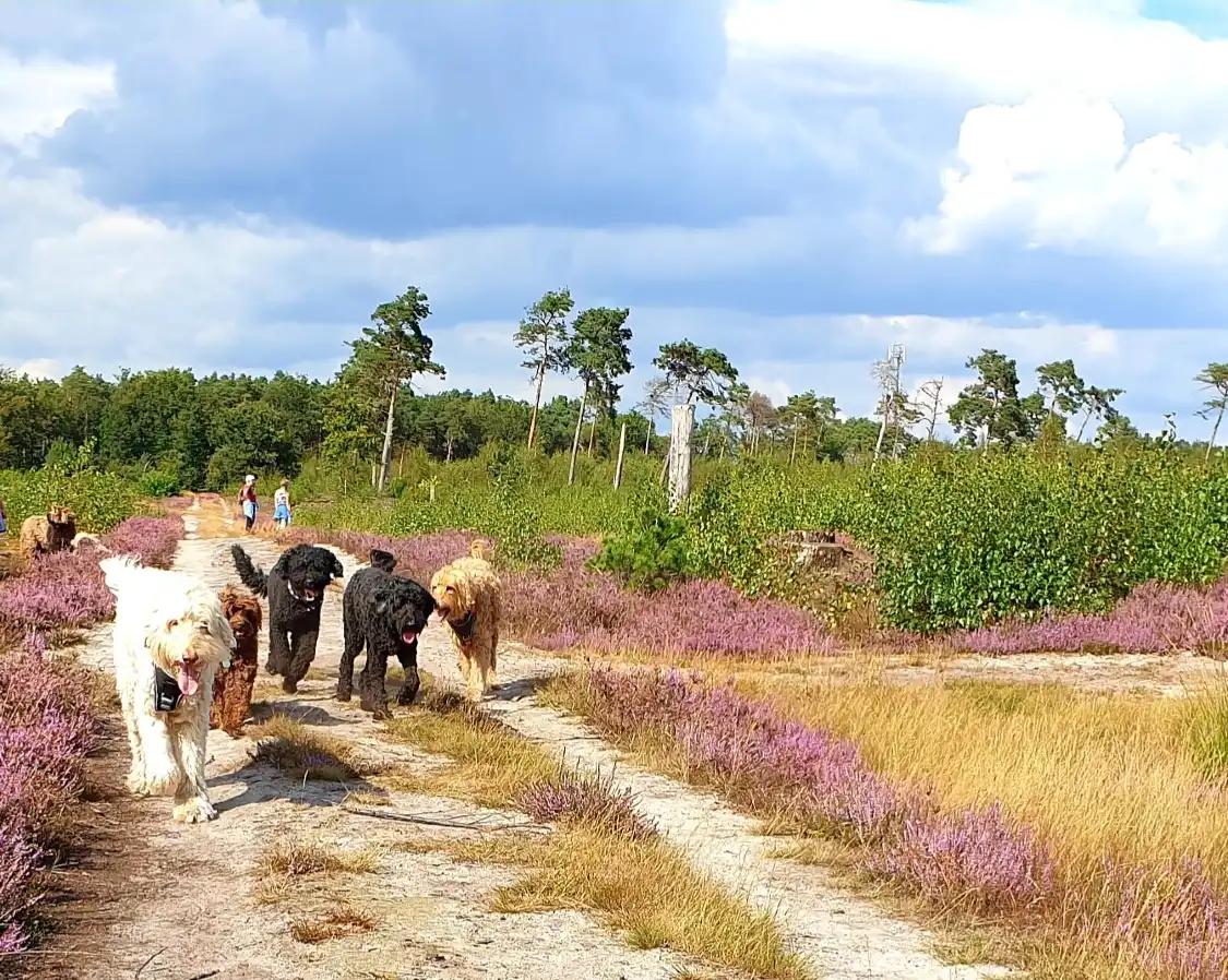 Hotels near Strabrechtse Heide