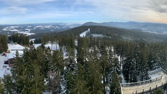 Treetop Walkway