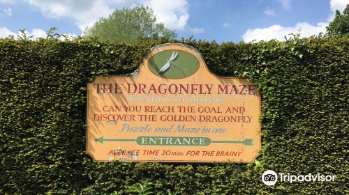 The Dragonfly Maze