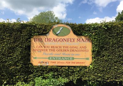 The Dragonfly Maze