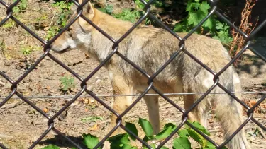 Wildpark Feldkirch