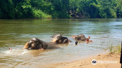 Elephant Haven Thailand