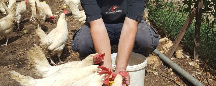Harduf Organic Farm Experience