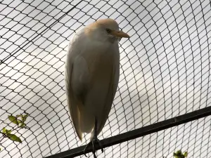 El Rincon de las Aves