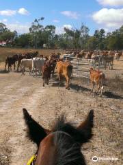 Woodstock Trail Rides