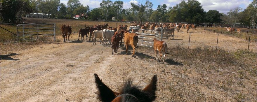 Woodstock Trail Rides