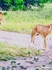 Karibu Safari