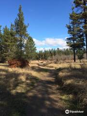 Armidale Pine Forest