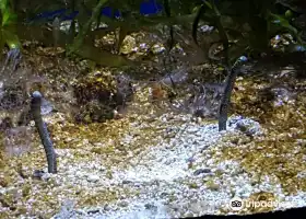 昂內維爾水族館
