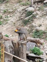 Uncle Guo Macaque Park