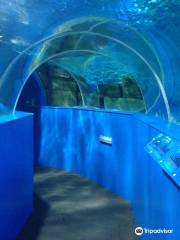 Blue Reef Aquarium Hastings