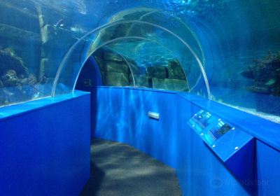 Blue Reef Aquarium Hastings