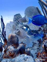 Scuba Dominicana