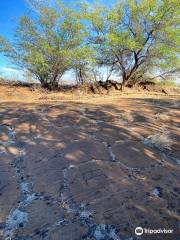 Puako Petroglyph Archaeological Preserve