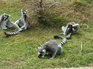 Amazon World Zoo Park