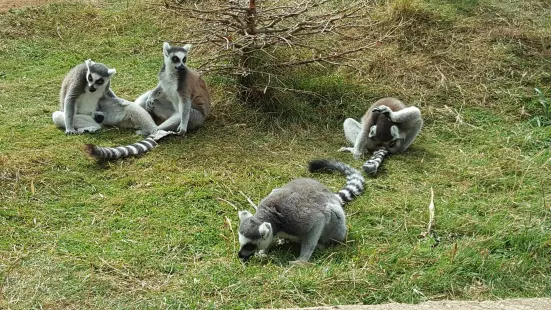 アマゾン・ワールド動物園