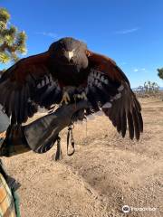 Joshua Tree Falconry Adventures